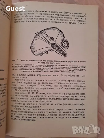Спящият мозък , снимка 2 - Специализирана литература - 48427355