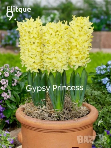 зюмбюл , снимка 15 - Градински цветя и растения - 53265198