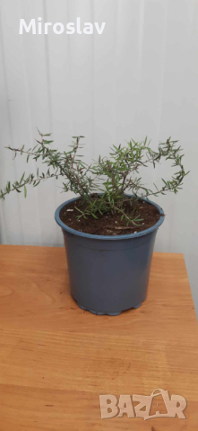 Чаено дърво (leptospermum 'appleblossom'), снимка 6 - Градински цветя и растения - 44759337