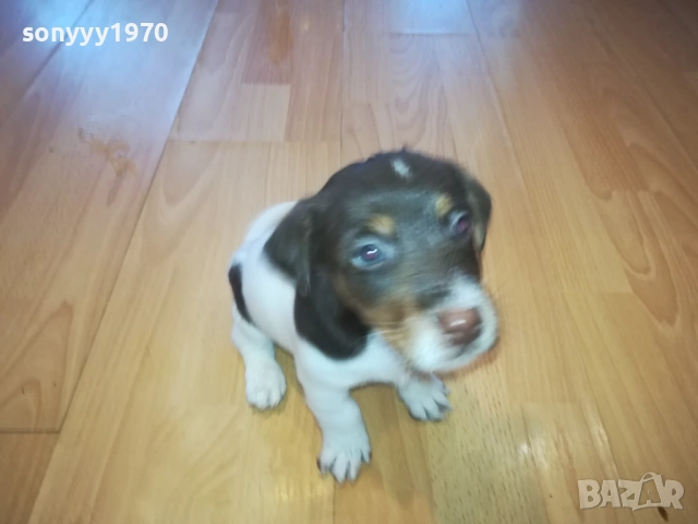 ДЖАК РЪСЕЛ-КУТРЕТА 2209251141