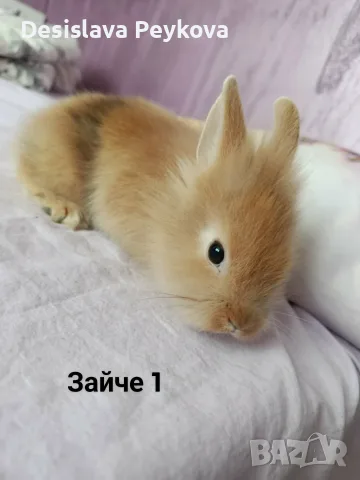 Декоративни зайчета, снимка 4 - Декоративни зайчета - 56151312
