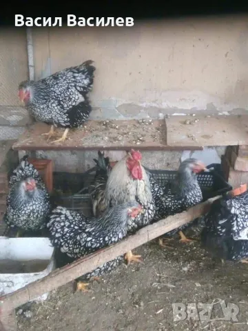 Продавам разплодни яйца от сребърен виандот стандарт , снимка 2 - други­ - 48004883