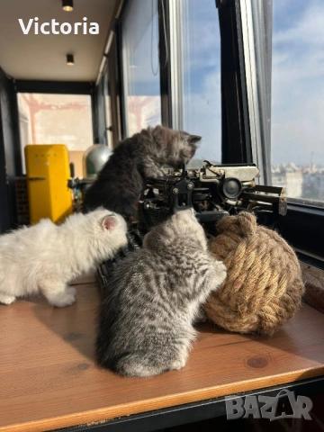 британски котета, снимка 4 - Британска късокосместа - 53887530