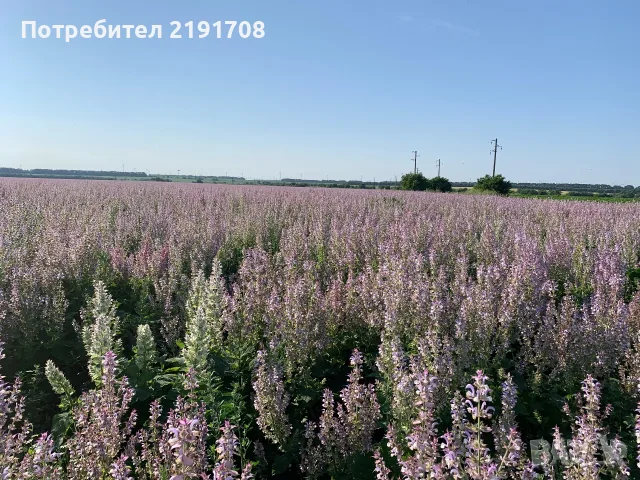 Продавам етерични масла на едрро, снимка 3 - Дамски парфюми - 56126057
