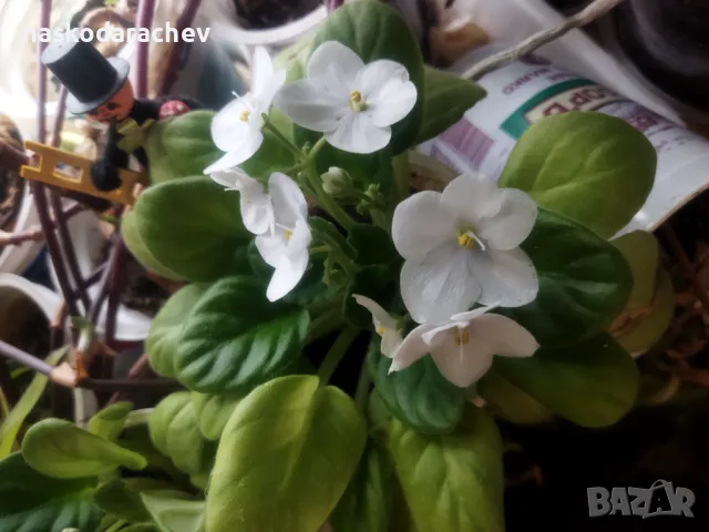 Теменужка, теменужки, сенполия снежно бяла, бял цвят, снимка 4 - Стайни растения - 48424077