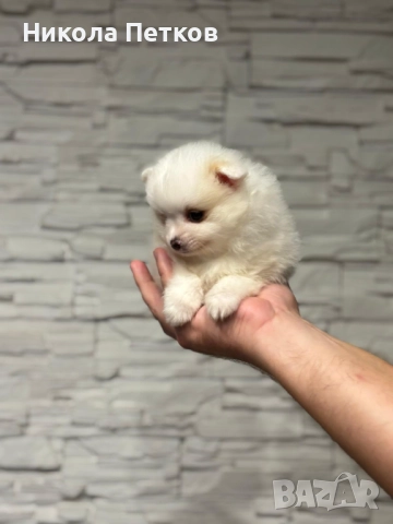 Померан мини , снимка 2 - Померан - 52597687
