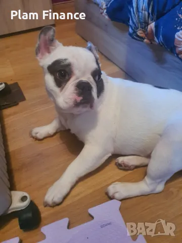 Женски френски булдог  с всички ваксини и аксесоари, снимка 3 - Френски булдог - 49571521