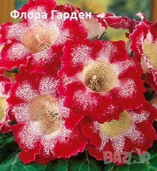 ГЛОКСИНИЯ и ГЛАДИОЛ - Грудки/ПРЕДВАРИТЕЛНИ ПОРЪЧКИ, снимка 6 - Сортови семена и луковици - 49236279