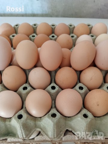 ПИЛЕТА-3,50лв и разплодни яйца -1лв./бр.за люпене, снимка 12 - Кокошки и пуйки - 44184844
