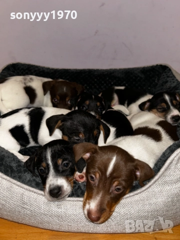 джак с паспорт и ваксина 250лв за кутре 0810252055