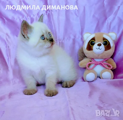 Шотландско момиче от развъдник 