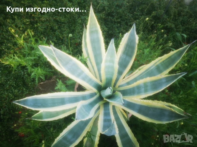 Столетници 2бр 20 годишни, снимка 5 - Градински цветя и растения - 50507444