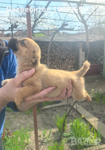 Малки кученца маймунки , снимка 7 - Пекинез - 53931339