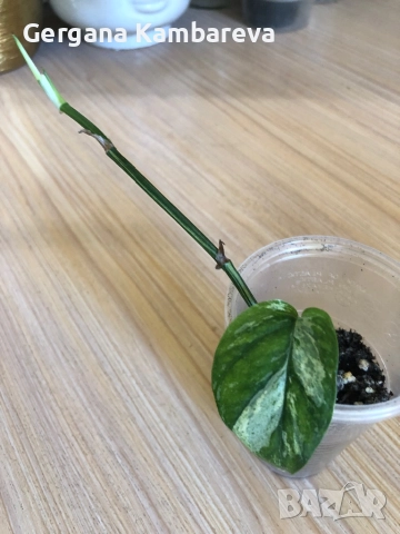 Epipremnum hanoman sp. Bali, снимка 3 - Стайни растения - 52106716