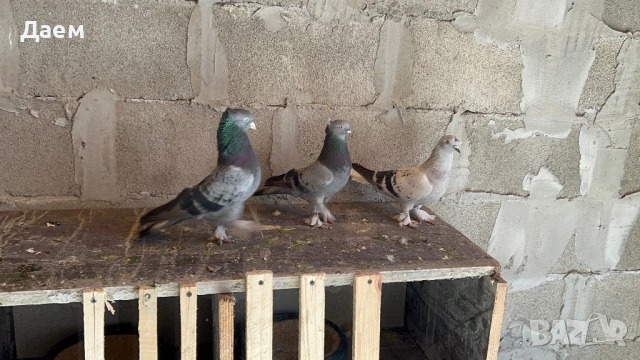 Мардини за игра и Спортни Пощи, снимка 3 - Гълъби - 54296862