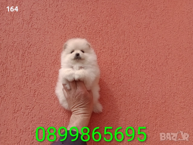 Женски Померани. Различни възрасти!, снимка 15 - Померан - 54012946