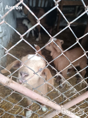 Продавам яренца сукалчета 