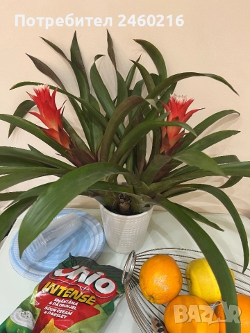 Гузмания- екзотично цвете