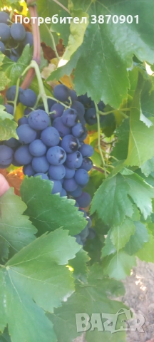 Продавам десертно грозде Палиери , снимка 1