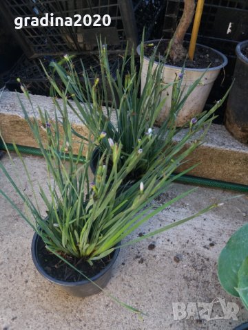Сисиринхиум -многогодишно растение., снимка 3 - Градински цветя и растения - 29487628