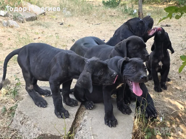  КЧЕТА КАНЕ КОРСО
