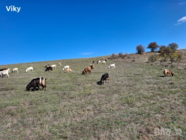 натурално козе мляко, снимка 13 - Кози - 54155661