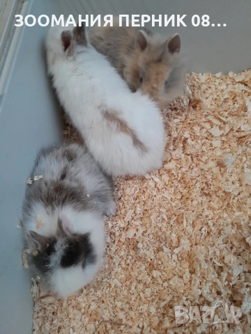 декоративни зайчета порода Лъвска 