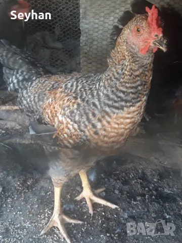 Свободни  петли
