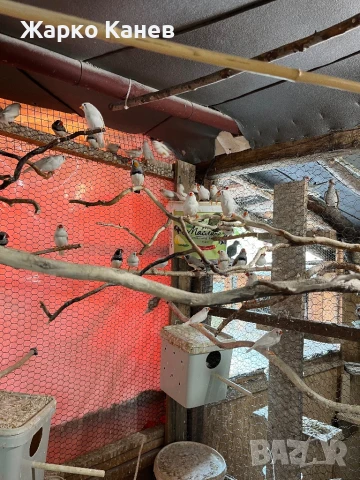 Зеброви амадини, снимка 1