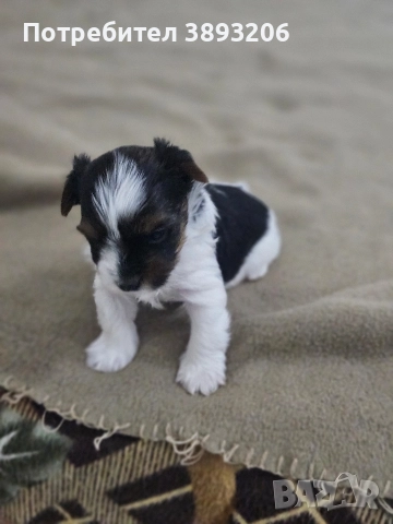 йорки-бовер, снимка 2 - Йоркширски териер - 52805213