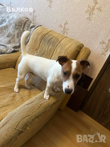 Джак-ръсел териер