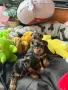 Мини йоркширски териер , снимка 4