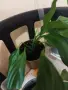 Спатифилум/Лилия на мира 1.50 €, снимка 7