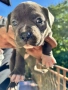 American Bully XL/Американско Були ХЛ, снимка 3
