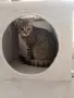 Коте Алис на 4 месеца си търси дом, снимка 6