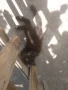 Подарявам малки котета , снимка 6
