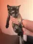 Подарявам котенце , снимка 2