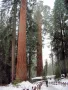 Нови Екзотични 15 семена от гигантска секвоя мамутово дърво sequoiadendron giganteum за декорация, снимка 6
