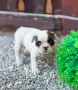 Продавам Френски булдог , снимка 2