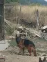 елитни малки немски овчарки , снимка 3