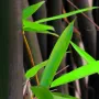 100 нови висококачествени семена Студоустойчив черен бамбук от САЩ за Декорация на дома и Градината , снимка 6