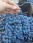 Грозде сорт Каберне 0,90 евро/кг с безплатно мелене и отделяне на чепките , снимка 2