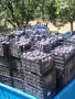 Сливи за ракия без пестициди от производител , снимка 1
