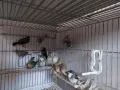 продавам амадини , снимка 4