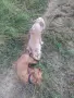 Куче кокер шпаньол, снимка 13