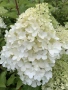 💞🤍🍀 Hydrangea paniculata 'Polar Bear' Хортензия метличеста „Полярна мечка“, снимка 1