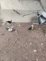 Свободни Неми Патици, снимка 4