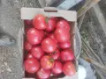 Градински домати, снимка 2