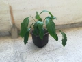 Спатифилиум, снимка 2
