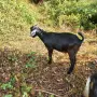 продсвам яре мъжко , снимка 4